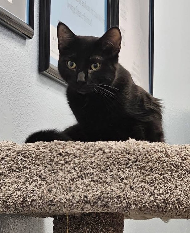 Simon Image