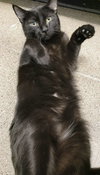 Simon - Photo 2