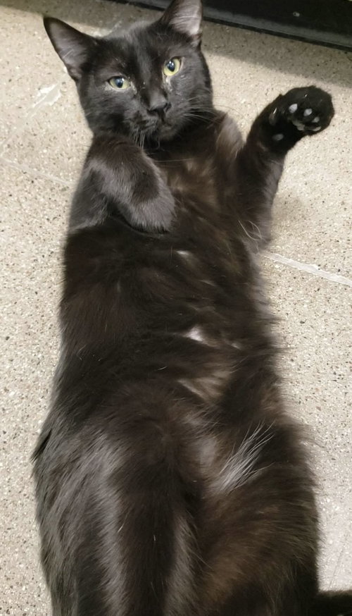 SIMON - Domestic Medium Hair available for adoption