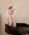 adoptable Cat in  named Dandelion