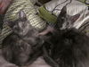 adoptable Cat in litchfield park, AZ named Emmie