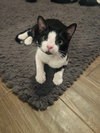 Oreo - Photo 3