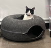 Oreo - Photo 5