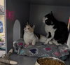 Oreo - Photo 4