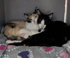 Oreo - Photo 6
