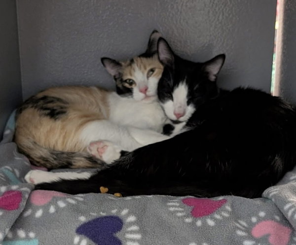 Oreo