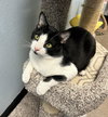 Oreo - Photo 1