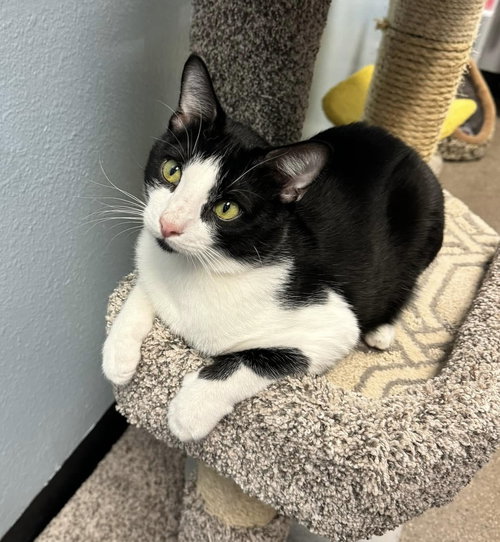 OREO - Domestic Short Hair available for adoption
