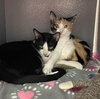 Oreo - Photo 2