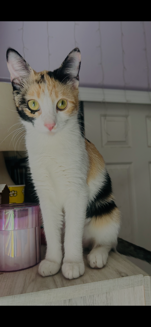 JINXIE - Domestic Short Hair available for adoption