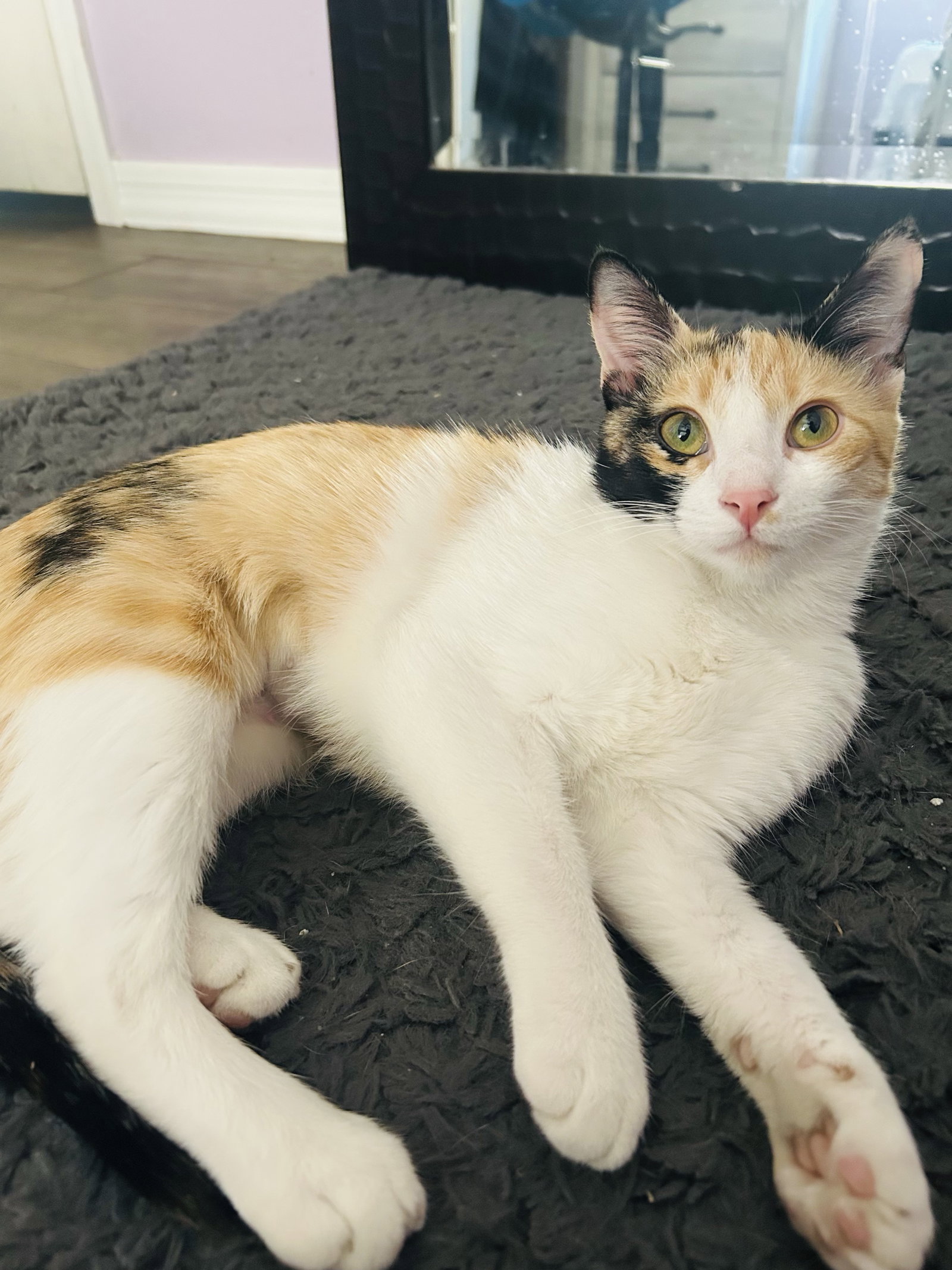 Jinxie Image