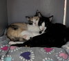 Jinxie - Photo 4