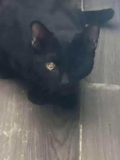 BINX - Domestic Short Hair available for adoption