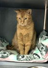 adoptable Cat in litchfield park, AZ named Garfield