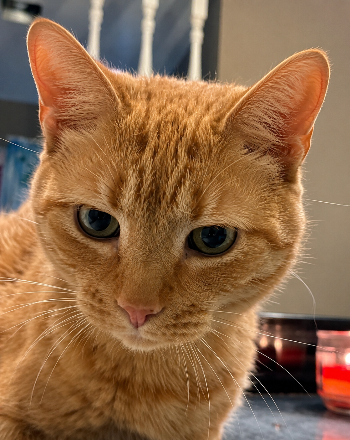 Butters (FIV+), photo 2