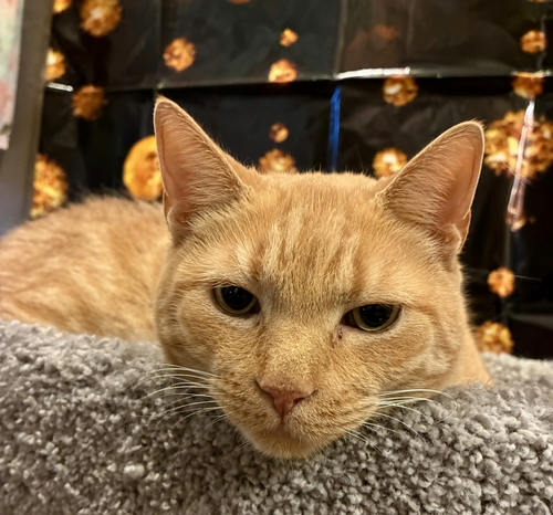 Butters (FIV+), a cat for adoption from Kneading Kitty's Rescue
