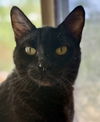 adoptable Cat in litchfield park, AZ named Elvira