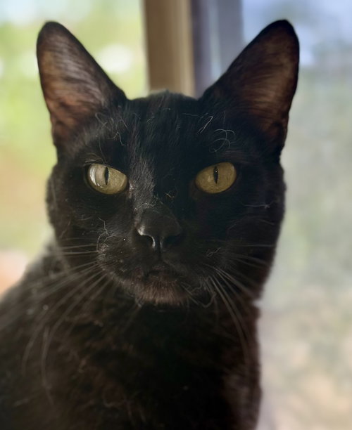 ELVIRA - Domestic Short Hair available for adoption