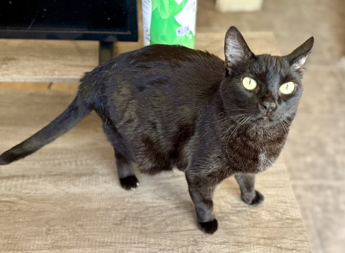 ELVIRA - Domestic Short Hair available for adoption