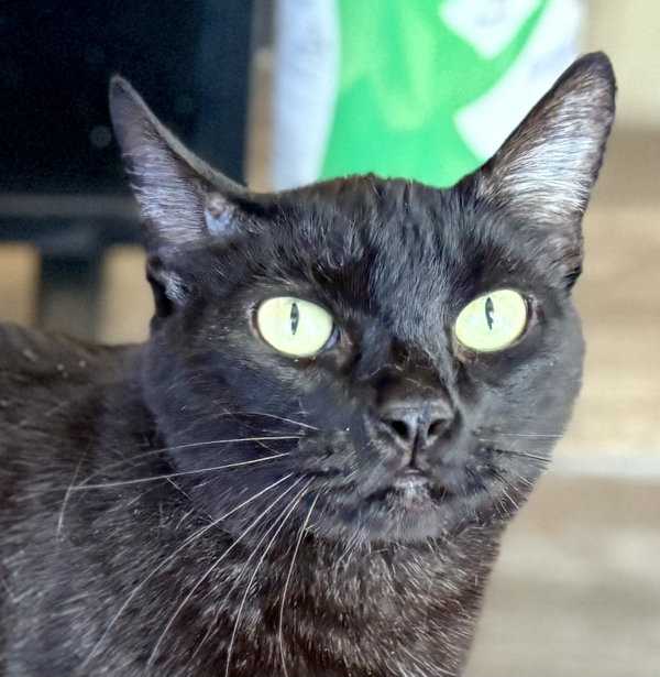 Elvira
