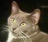 adoptable Cat in litchfield park, AZ named Eevee