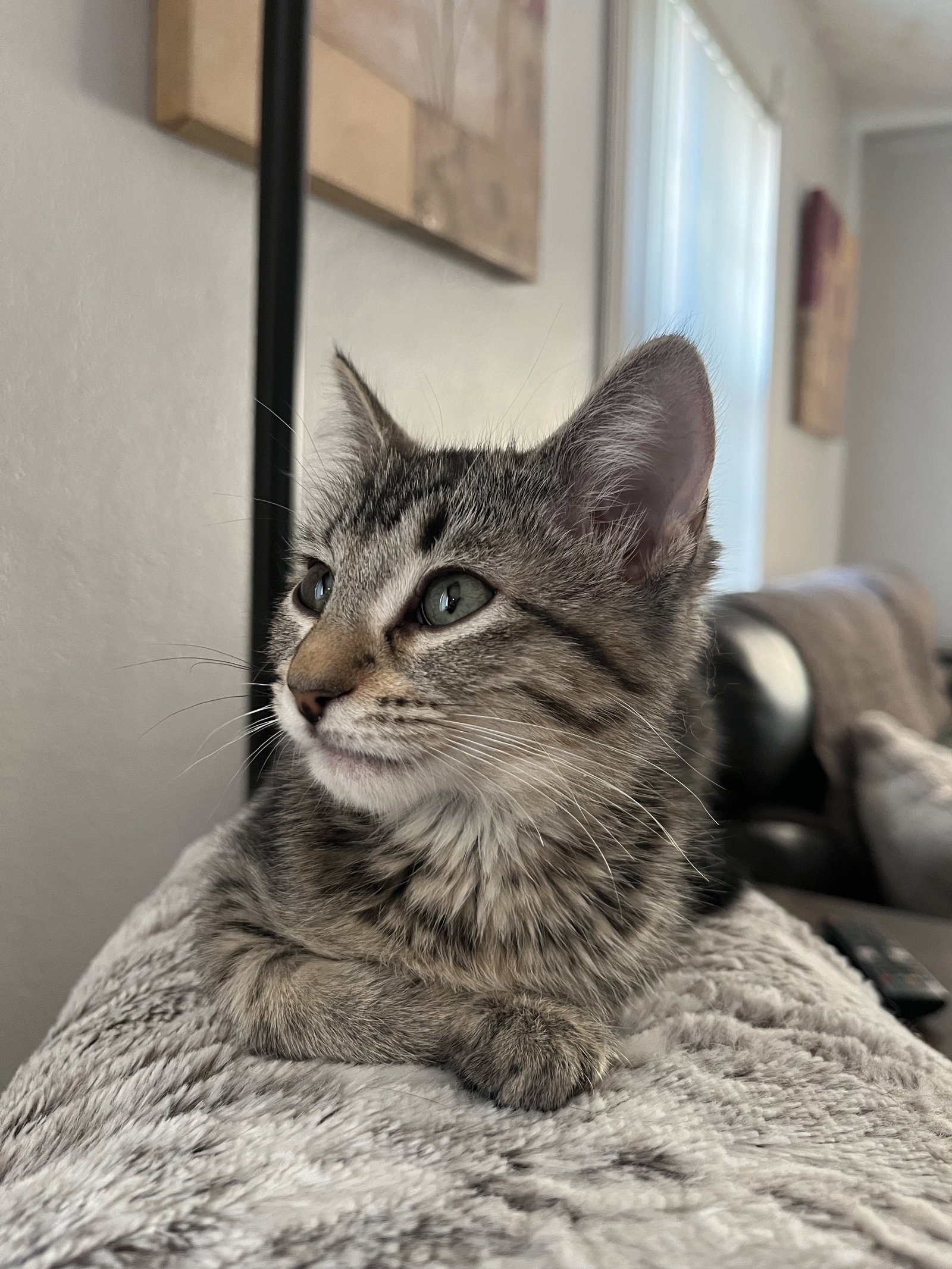 Pet Smart Cats for Adoption: Discover Loving, Intelligent Companions