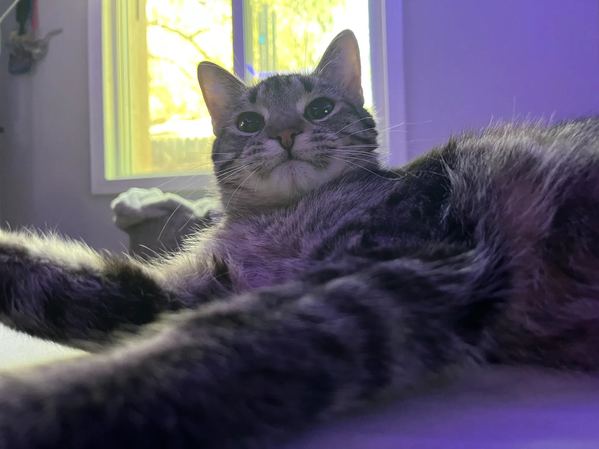 Burrata - Domestic Short Hair