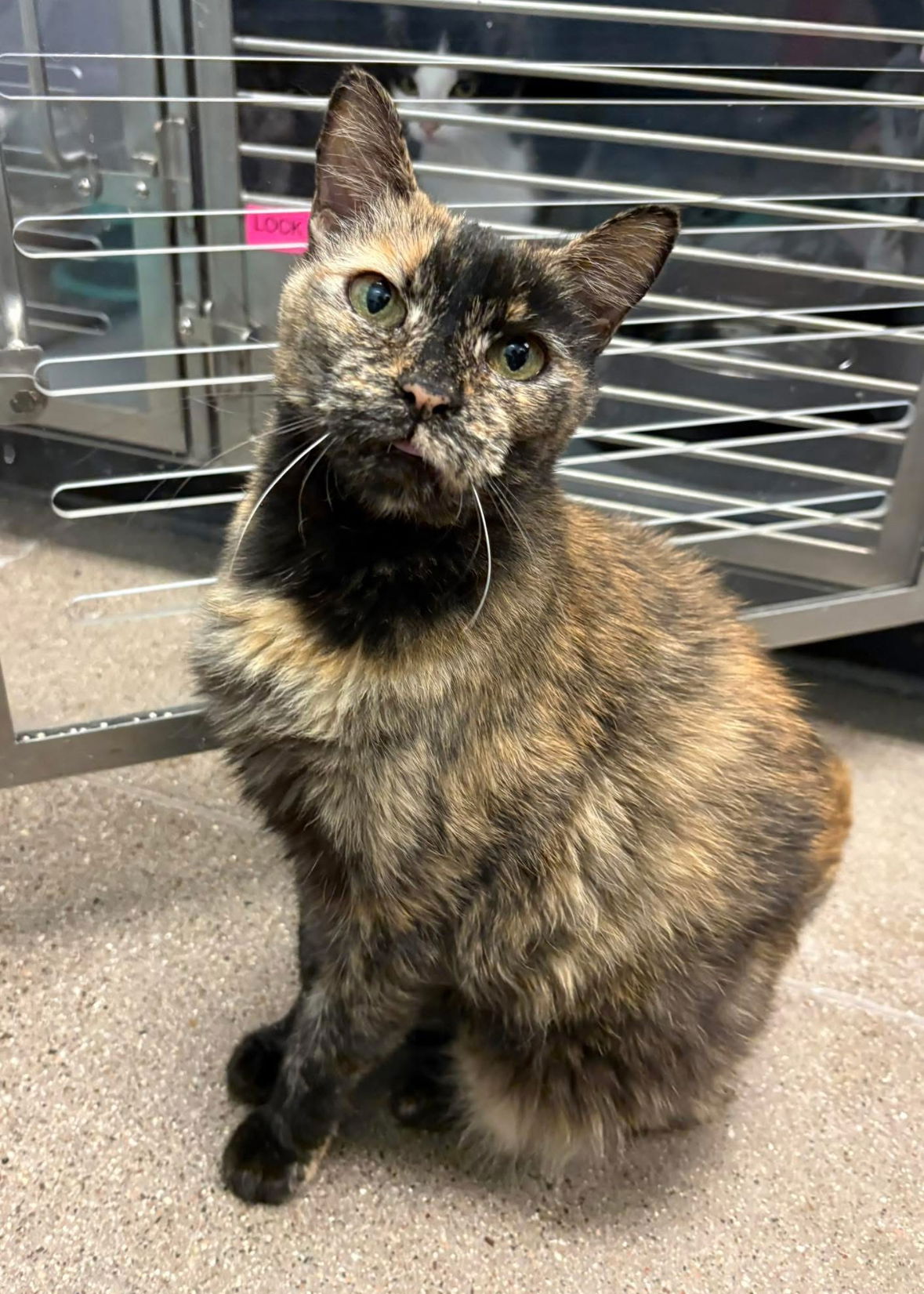 adoptable Cat in Scottsdale, AZ named Sammy