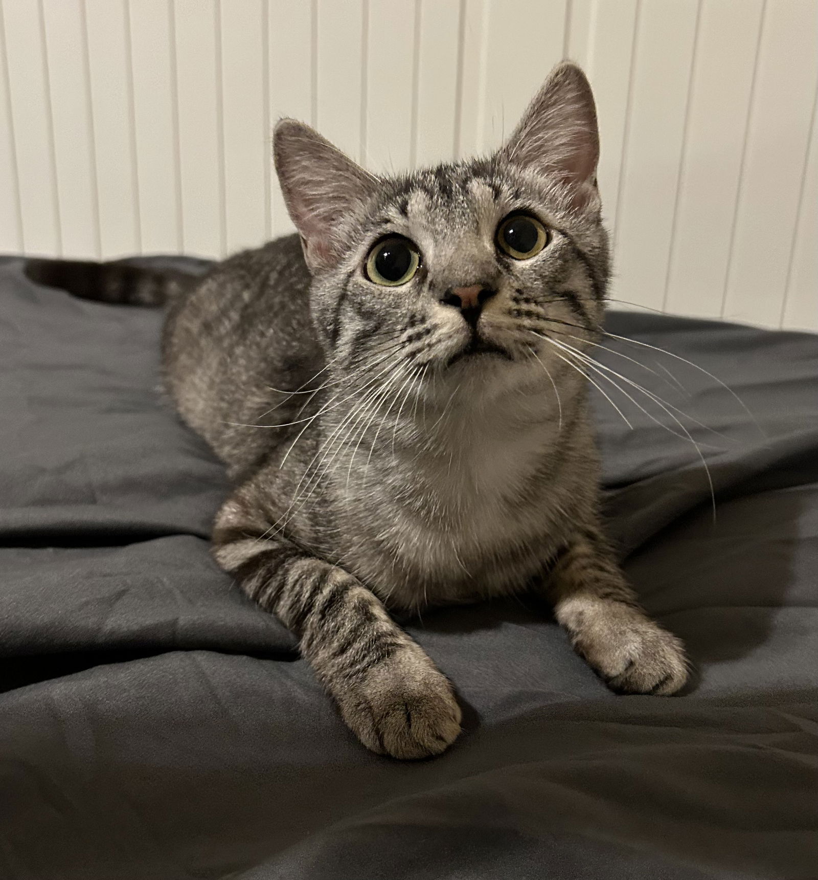 adoptable Cat in Scottsdale, AZ named Bellalina