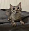 adoptable Cat in scottsdale, AZ named Bellalina