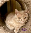 Oz - Photo 2