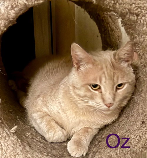 OZ - Domestic Short Hair available for adoption