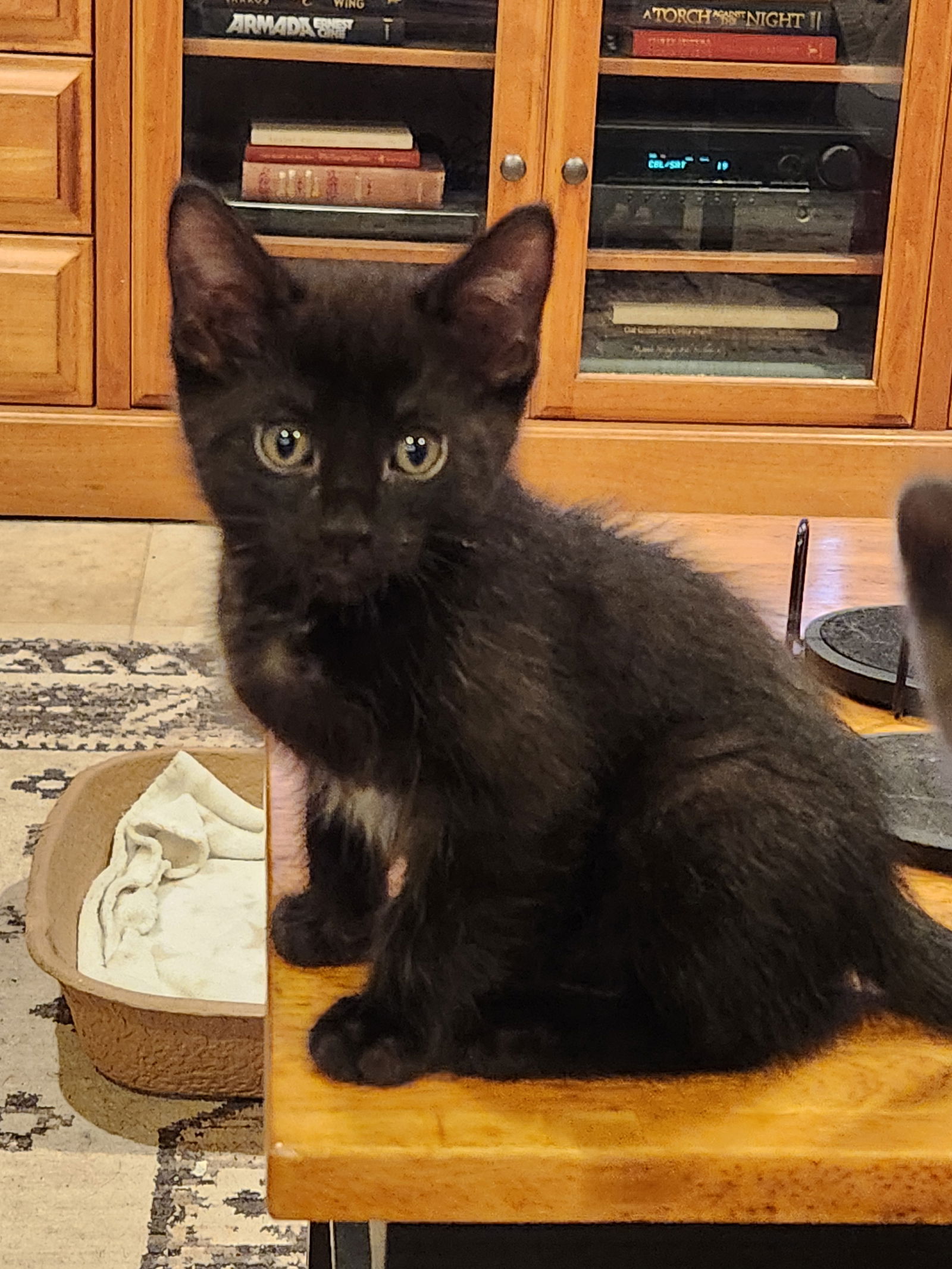 adoptable Cat in Scottsdale, AZ named Grumpy
