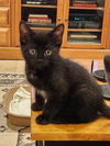 adoptable Cat in scottsdale, AZ named Grumpy