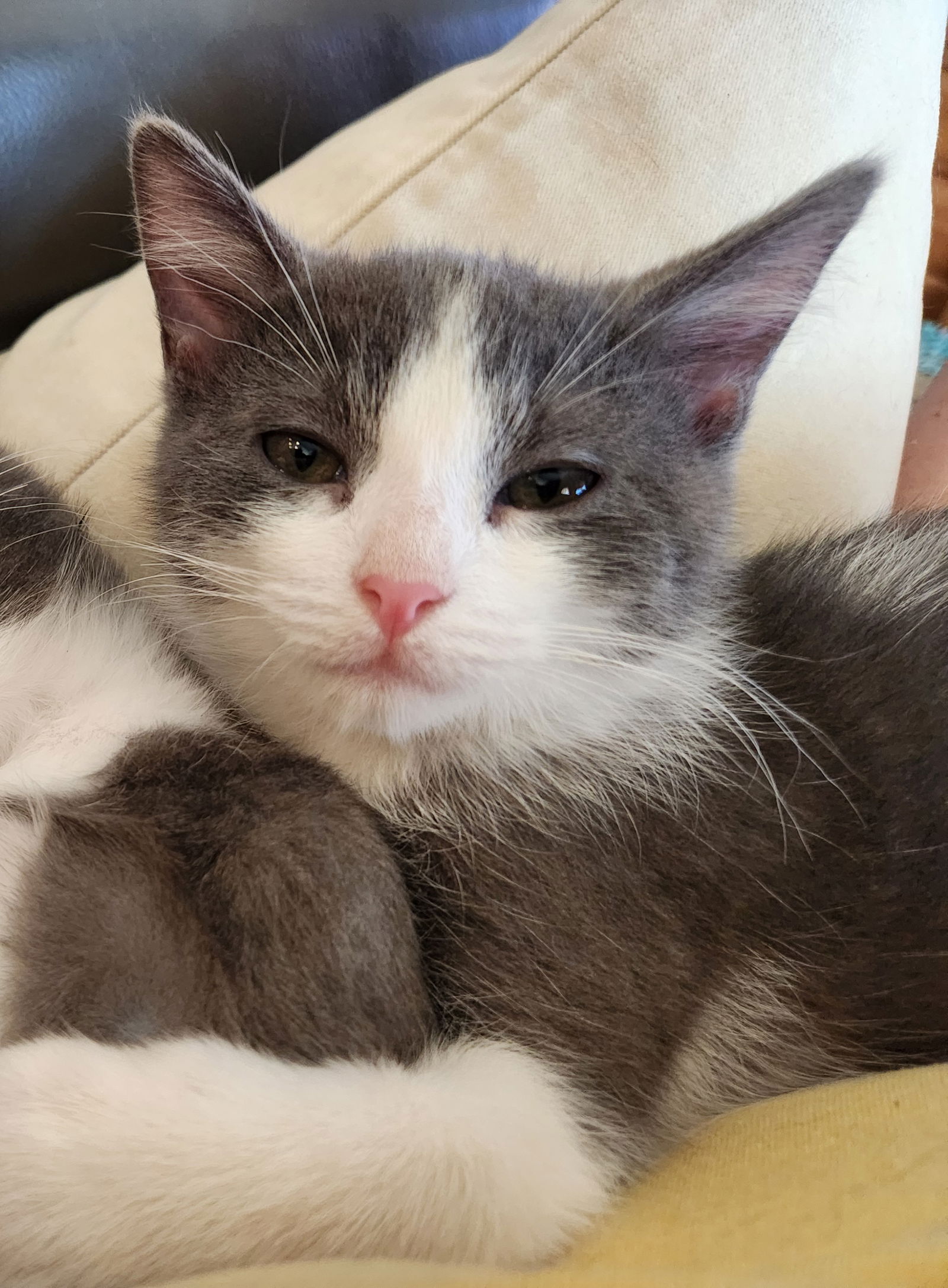 adoptable Cat in Scottsdale, AZ named Dopey