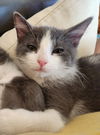 adoptable Cat in scottsdale, AZ named Dopey