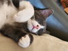 adoptable Cat in scottsdale, AZ named Bashful