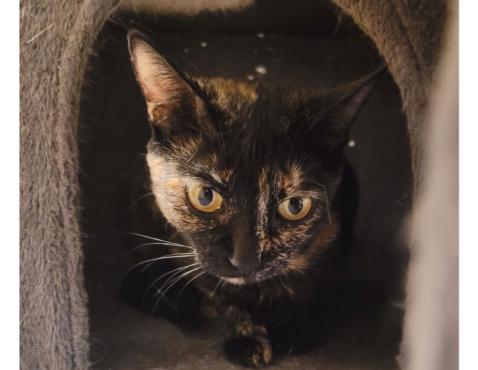 adoptable Cat in Litchfield Park, AZ named Calypso