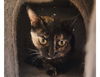 adoptable Cat in litchfield park, AZ named Calypso