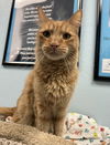 adoptable Cat in  named Pistol