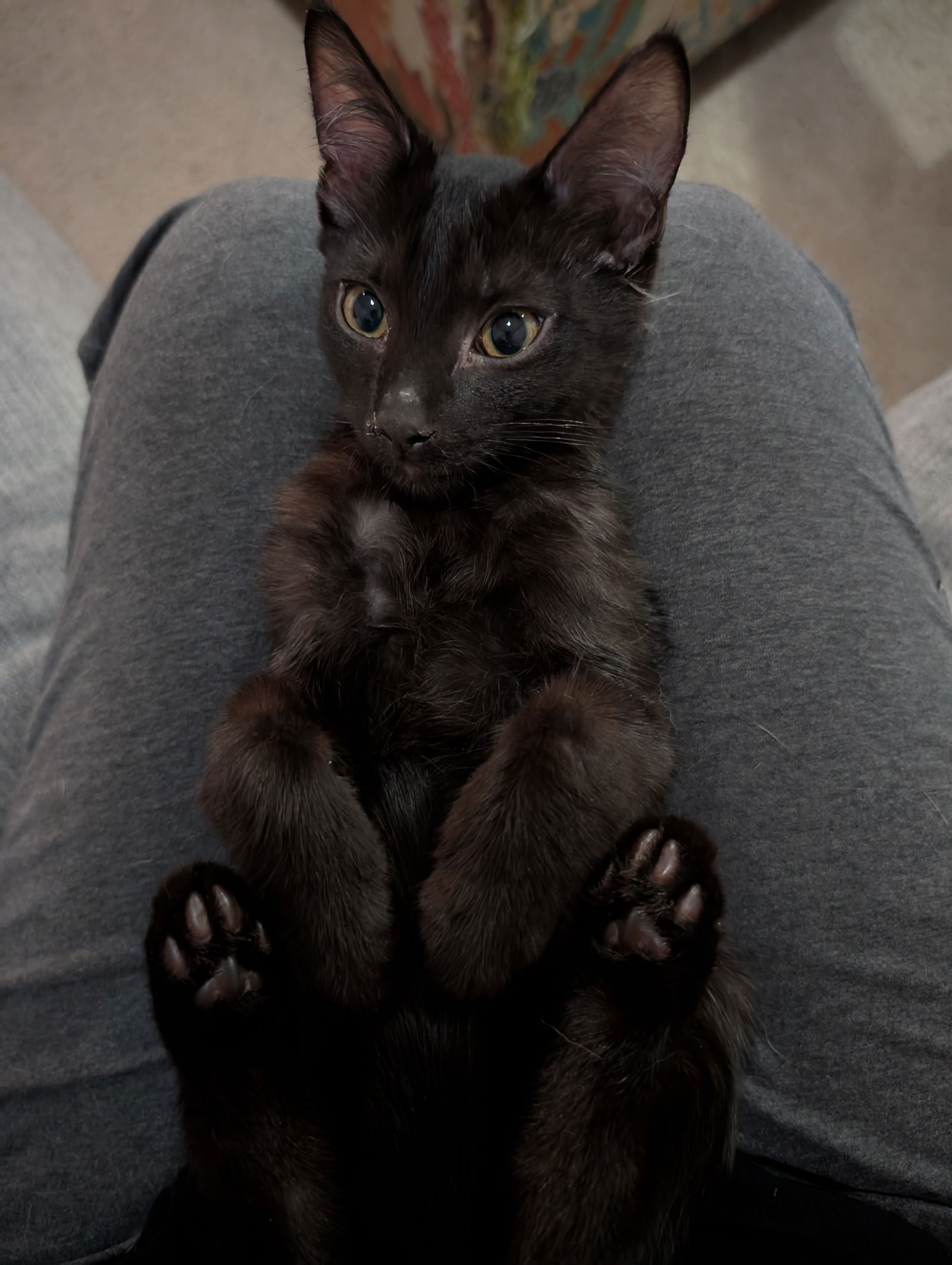 adoptable Cat in Scottsdale, AZ named Bearcat Magee