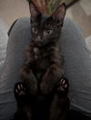 adoptable Cat in Scottsdale, AZ named Bearcat Magee