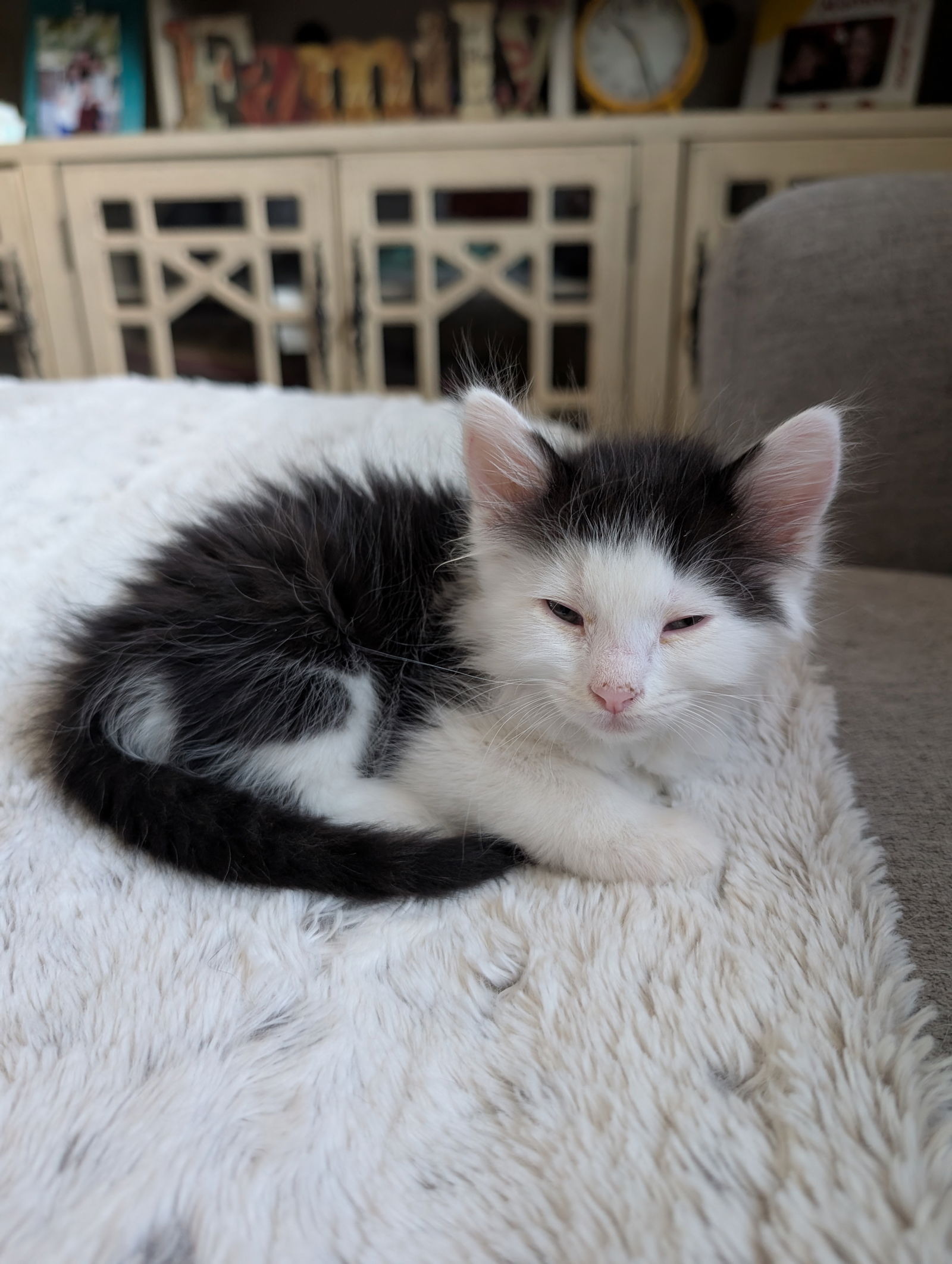 adoptable Cat in Scottsdale, AZ named Moo Magee