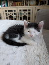 adoptable Cat in Scottsdale, AZ named Moo Magee