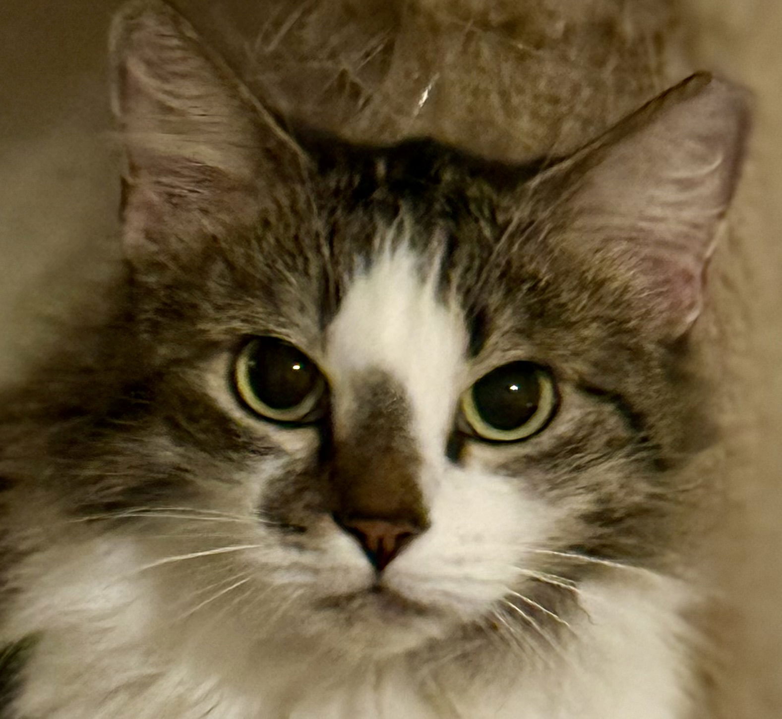 adoptable Cat in Litchfield Park, AZ named Magritte