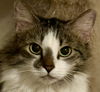 adoptable Cat in  named Magritte