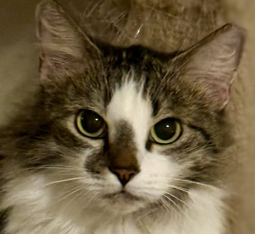 MAGRITTE - Domestic Long Hair available for adoption