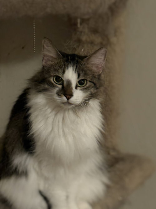 MAGRITTE - Domestic Long Hair available for adoption
