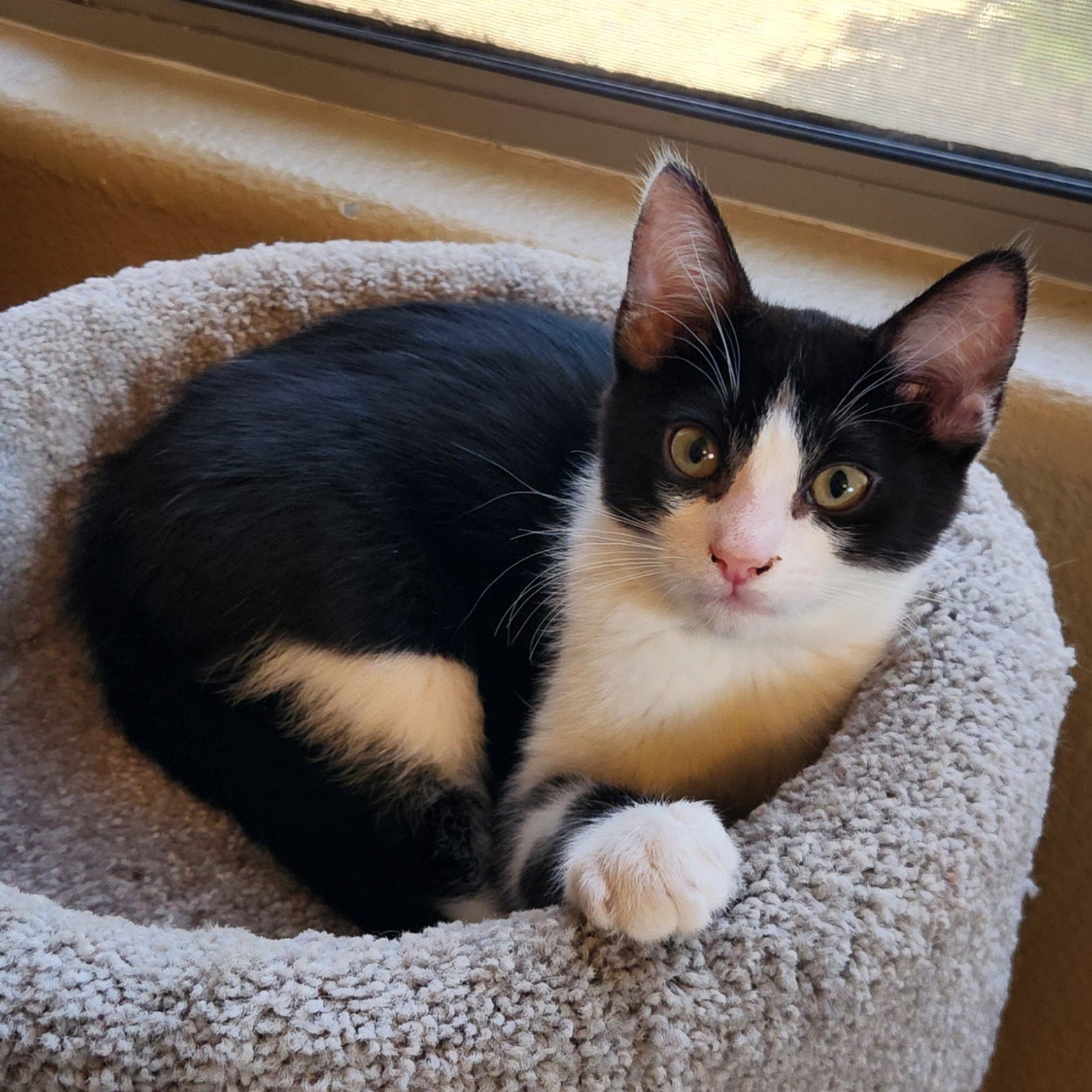 adoptable Cat in Scottsdale, AZ named Teddy Swims