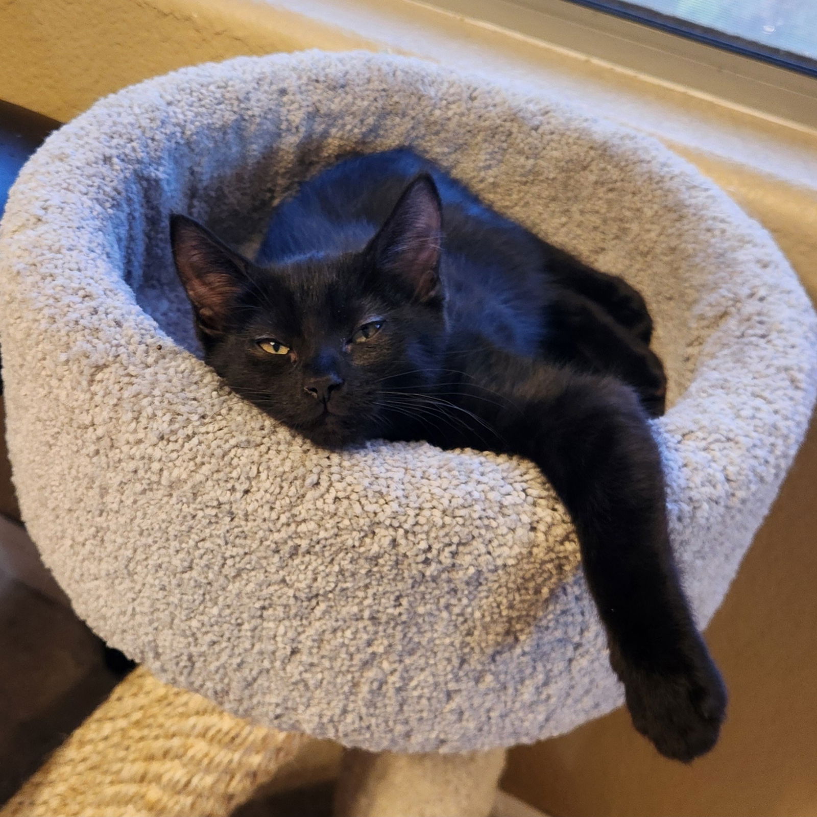 adoptable Cat in Scottsdale, AZ named Ari